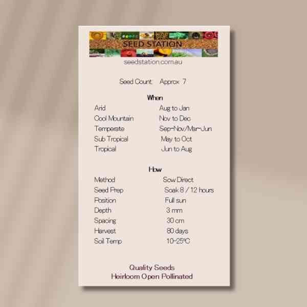 nasturtium-yeti-cream-back Nasturtium yeti cream back