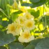 nasturtium-yeti-cream-seeds-1