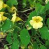 nasturtium-yeti-cream-seeds-2