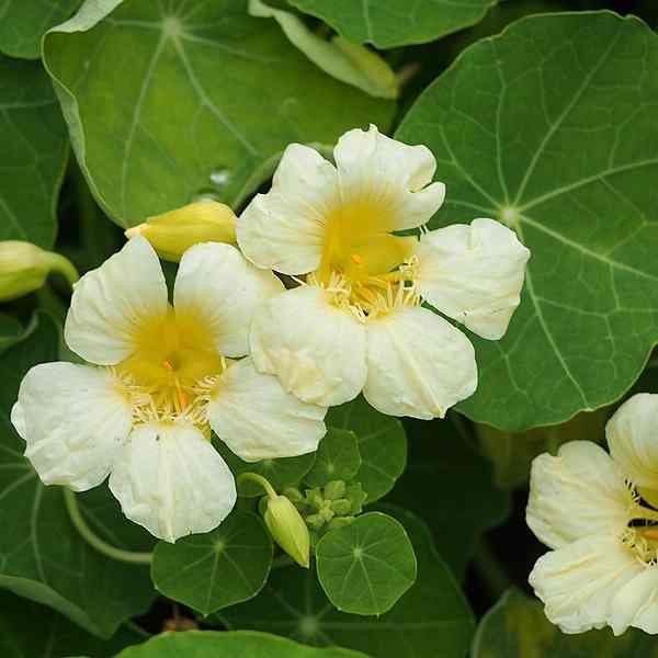 nasturtium-yeti-cream-seeds-3 nasturtium-yeti-cream-seeds-3