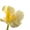 nasturtium_yeti_cream_seeds