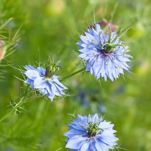 nigella-miss-jekyll-blue-seed