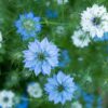 nigella-miss-jekyll-blue-seeds-1