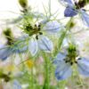 nigella-miss-jekyll-blue-seeds-3