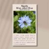 nigella-seeds-front