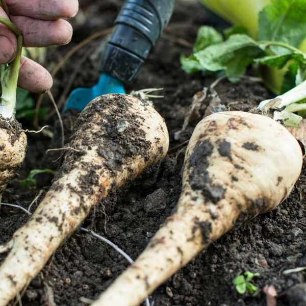 parsnip-hollow-crown-seed