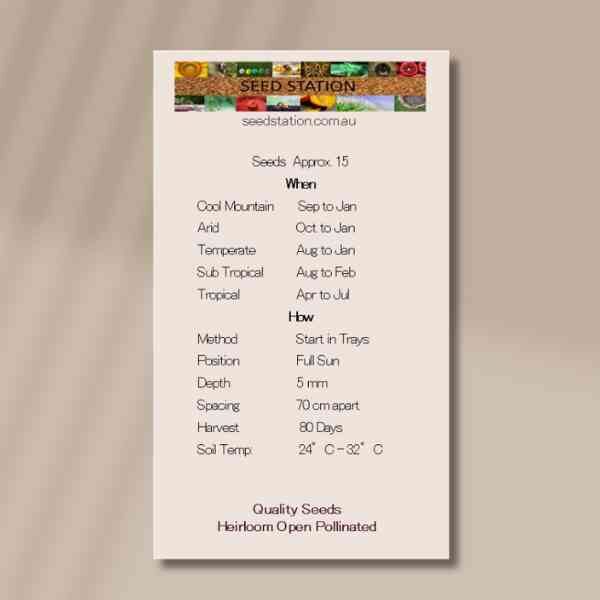 ping-tung-back ping-tung-back