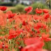 poppy-flanders-seeds-1