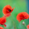 poppy-flanders-seeds-3