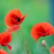 poppy-flanders-seeds-3