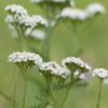 white-yarrow-seeds