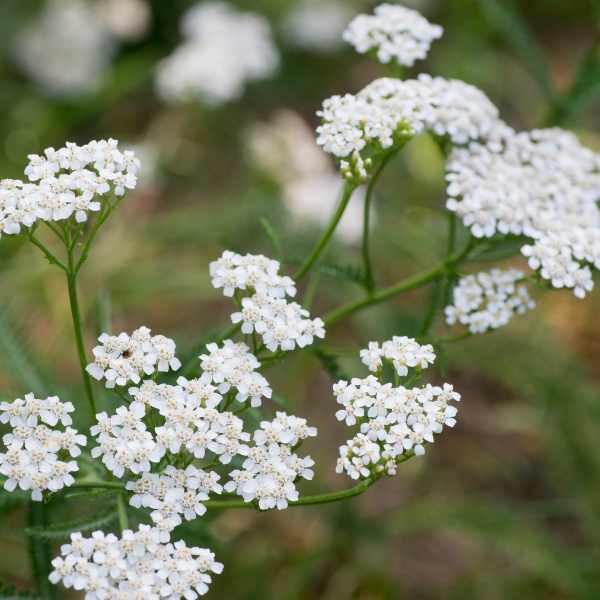 yarrow-seeds-1 yarrow-seeds-1