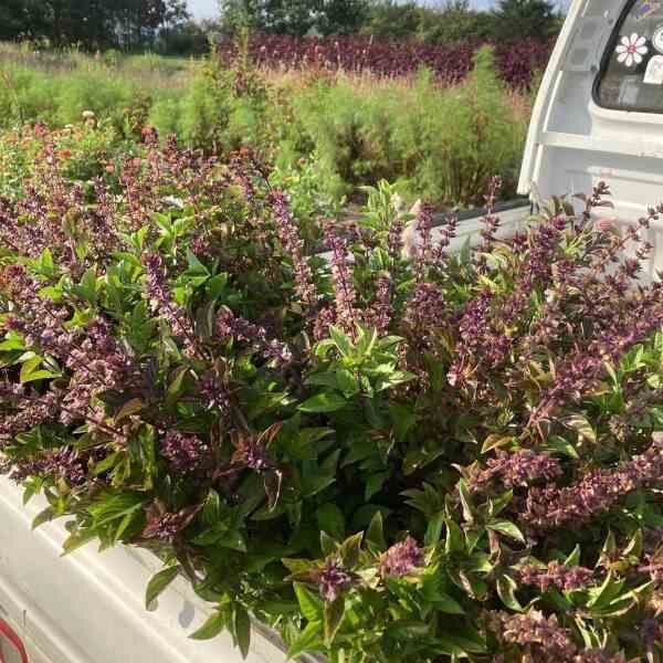 basil-anise-seeds-5 (1) basil-anise-seeds-5 (1)