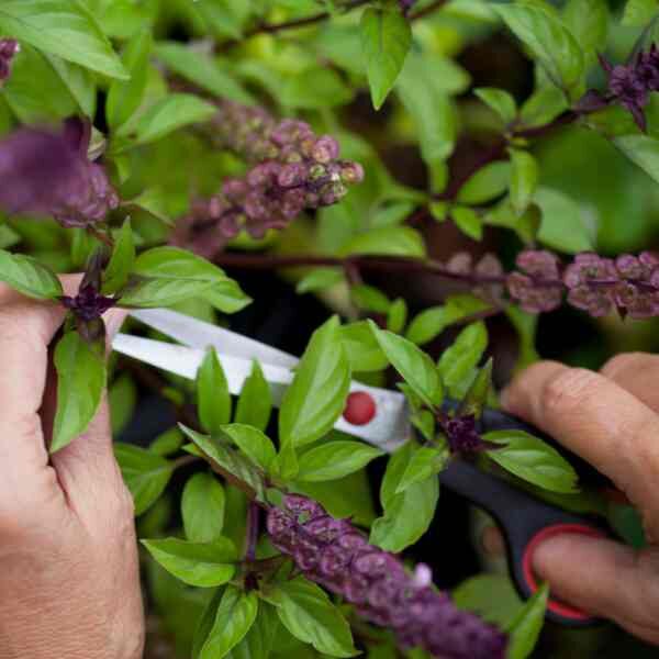 basil-cinnamon-seeds-1 (2) basil-cinnamon-seeds-1 (2)