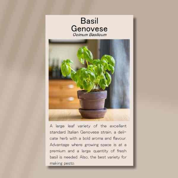 basil-genovese-front basil-genovese-front