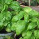 basil-genovese-seeds-1