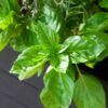 basil-genovese-seeds-2