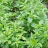 basil-genovese-seeds-3