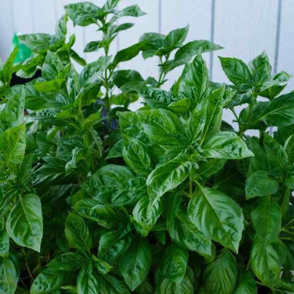 basil-genovese-seeds-4 basil-genovese-seeds-4