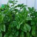 basil-genovese-seeds-4