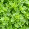 basil-greek-seeds-1