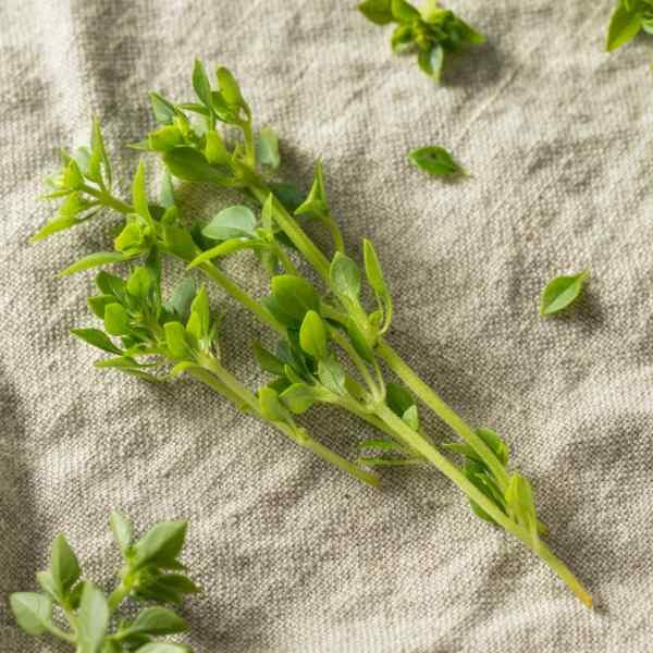basil-greek-seeds-3 basil-greek-seeds-3