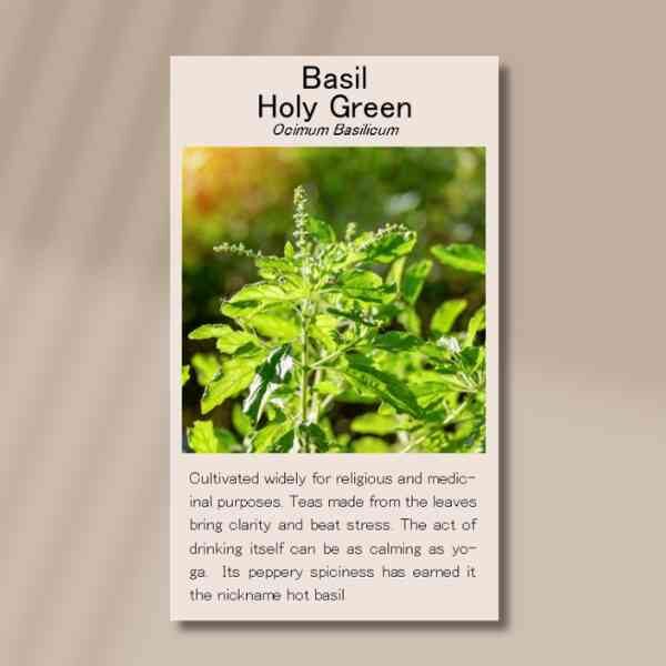 basil-holy-green--front basil-holy-green--front