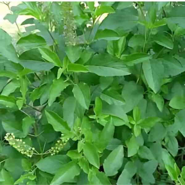 basil-holy-green-seeds-2 basil-holy-green-seeds-2