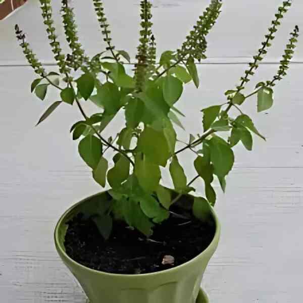 basil-holy-green-seeds-3 basil-holy-green-seeds-3