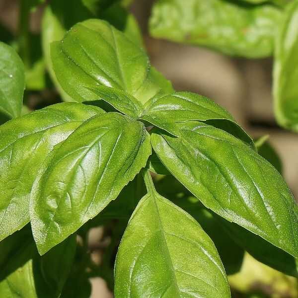 basil-lemon-seeds