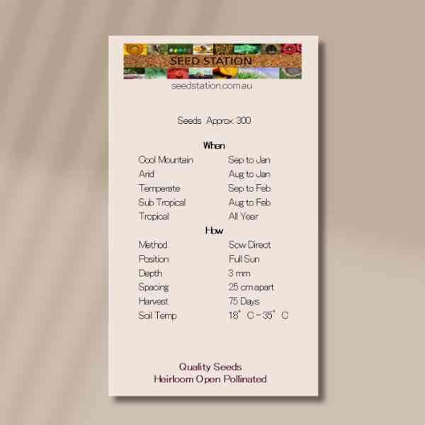 basil-lettuce-back basil-lettuce-back