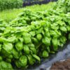 basil-lettuce-leaf-seeds-2