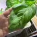 basil-lettuce-leaf-seeds