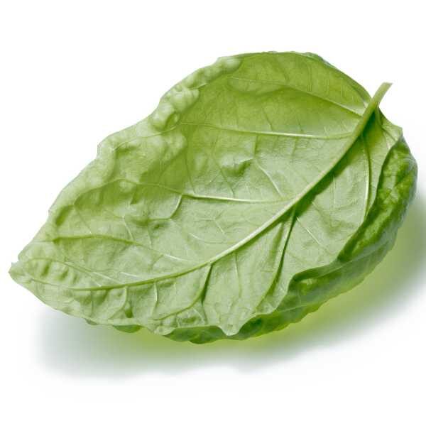 basil-lettuce-seeds basil-lettuce-seeds