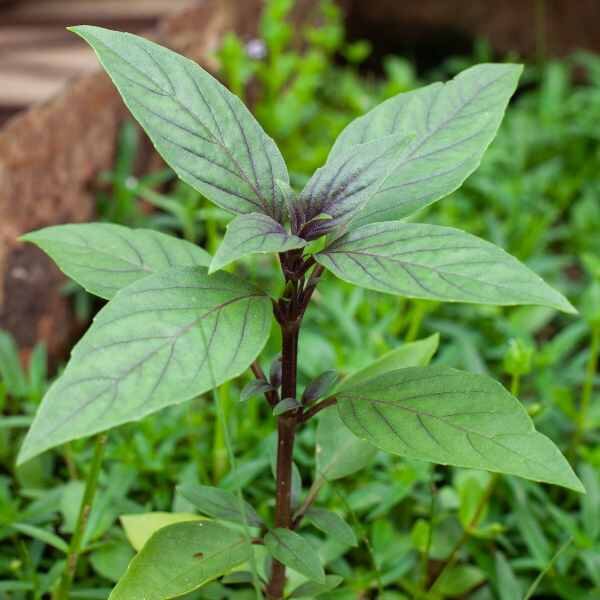 basil-thai-queenette-seeds