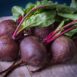 beetroot-early-wonder-seed