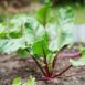 beetroot-early-wonder-seeds-4