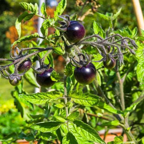 cherry-black-tomato-seeds-1 cherry-black-tomato-seeds-1