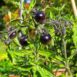 cherry-black-tomato-seeds-1