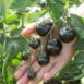 cherry-black-tomato-seeds-2