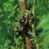 cherry-black-tomato-seeds-3