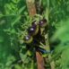 cherry-black-tomato-seeds-3