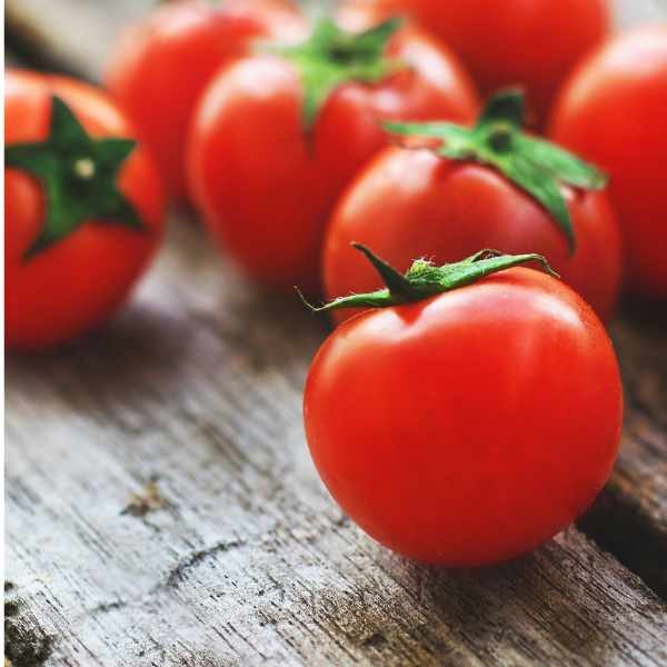 cherry-tomato-camp-joy-seeds