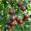 cherry-tomato-cherry-black-seeds-7