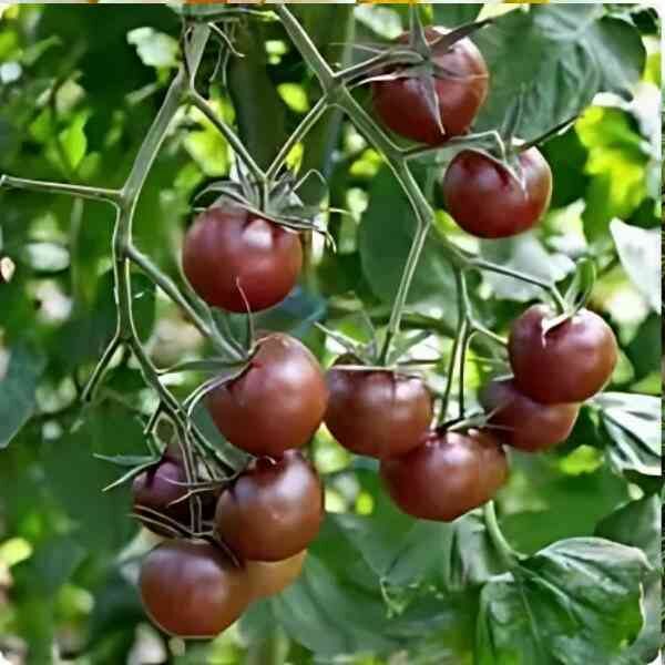 cherry-tomato-cherry-black-seeds-7