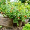 cherry-tomato-cherry-cocktail-seeds-2