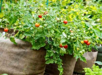 Tomato Growing Guide