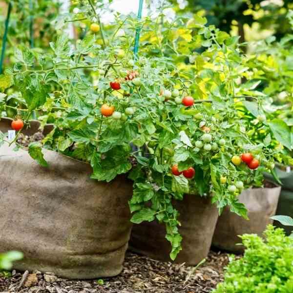 cherry-tomato-cherry-cocktail-seeds-2 cherry-tomato-cherry-cocktail-seeds-2