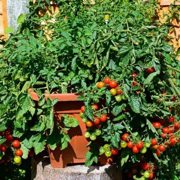 cherry-tomato-cherry-cocktail-seeds-3 cherry-tomato-cherry-cocktail-seeds-3