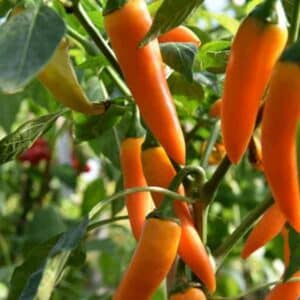 chilli-bulgarian-carrot-seeds-1